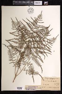 Pteridium caudatum image