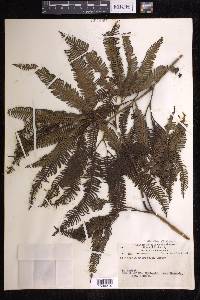 Sticherus pteridellus image