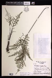 Adiantopsis flexuosa image