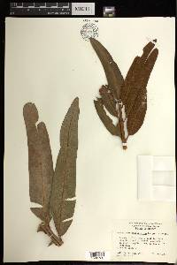 Acrostichum danaeifolium image