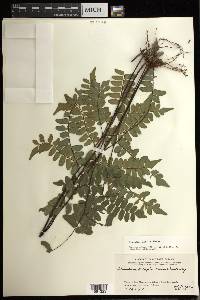 Adiantum humile image