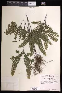 Adiantum patens image