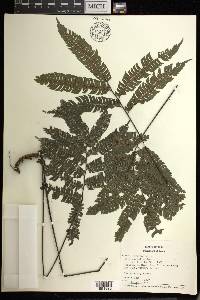 Adiantum pulverulentum image