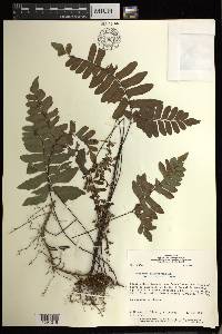 Adiantum glaucescens image