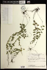 Adiantum deflectens image