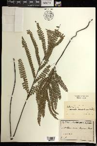 Adiantum serratodentatum image