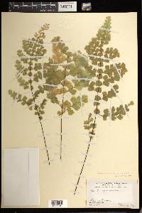 Adiantum concinnum image