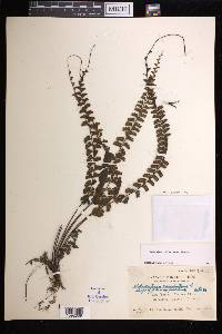 Adiantum ciliatum image