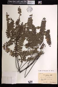 Adiantum flabellulatum image