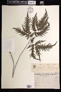 Adiantum novae-caledoniae image