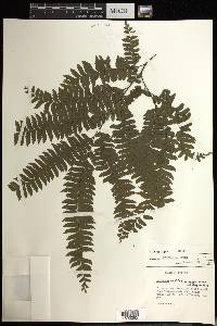 Adiantum wilesianum image