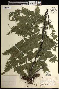 Adiantum wilesianum image