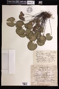 Adiantum reniforme image