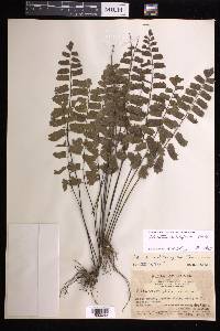 Adiantum soboliferum image