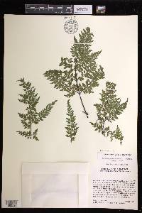 Gaga chaerophylla image