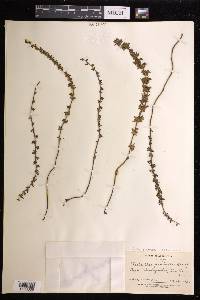 Cheilanthes mathewsii image