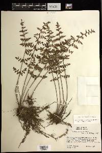 Cheilanthes lozanoi var. seemannii image