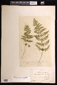 Tryonia myriophylla image