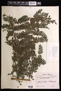 Dennstaedtia cicutaria image