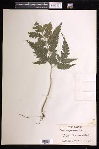 Pteris propinqua image