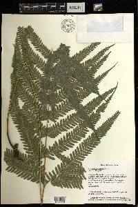 Pteris setulosocostulata image