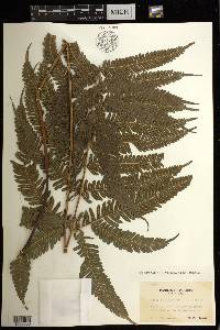 Pteris setulosocostulata image