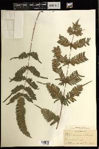 Pteris decrescens image