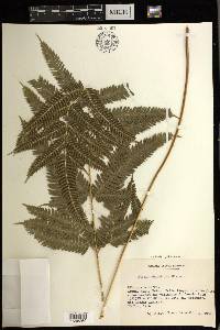 Pteris catoptera image