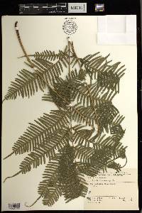 Pteris blumeana image