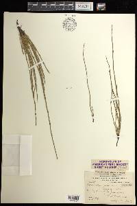 Equisetum palustre image