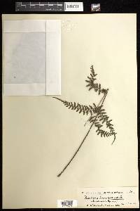 Dennstaedtia novoguineensis image