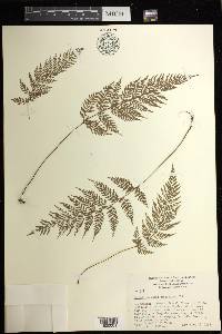 Leptolepia novae-zelandiae image