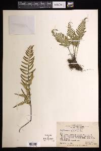 Asplenium auritum image