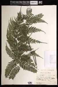 Asplenium athyrioides image