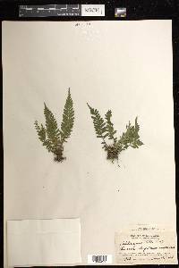 Asplenium otites image