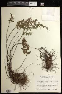 Asplenium adiantum-nigrum image