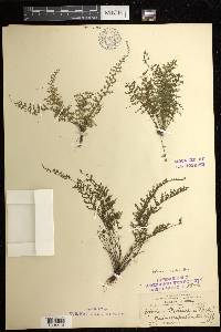 Asplenium myriophyllum image