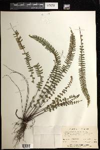 Asplenium monanthes image