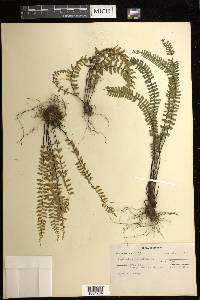 Asplenium monanthes image