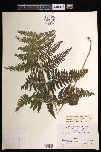 Hypolepis polypodioides image