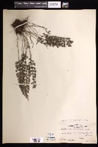 Asplenium bipinnatifidum image