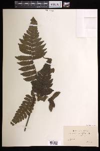 Cyathea cyatheoides image