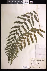 Cyathea divergens image