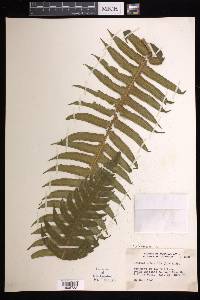 Cyathea horrida image