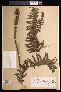 Cyathea atrovirens image