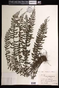 Asplenium laciniatum image