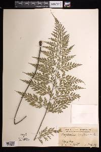 Asplenium laserpitiifolium image