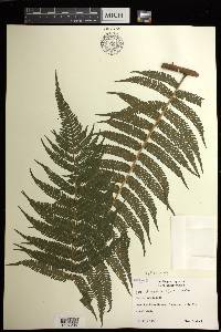 Cyathea poeppigii image