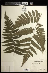 Cyathea pauciflora image