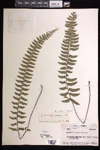 Hymenasplenium hondoense image